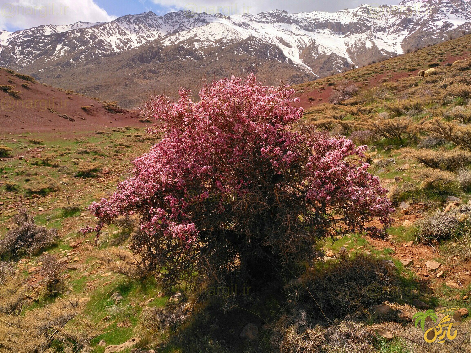 Prunus elaeagnifolia